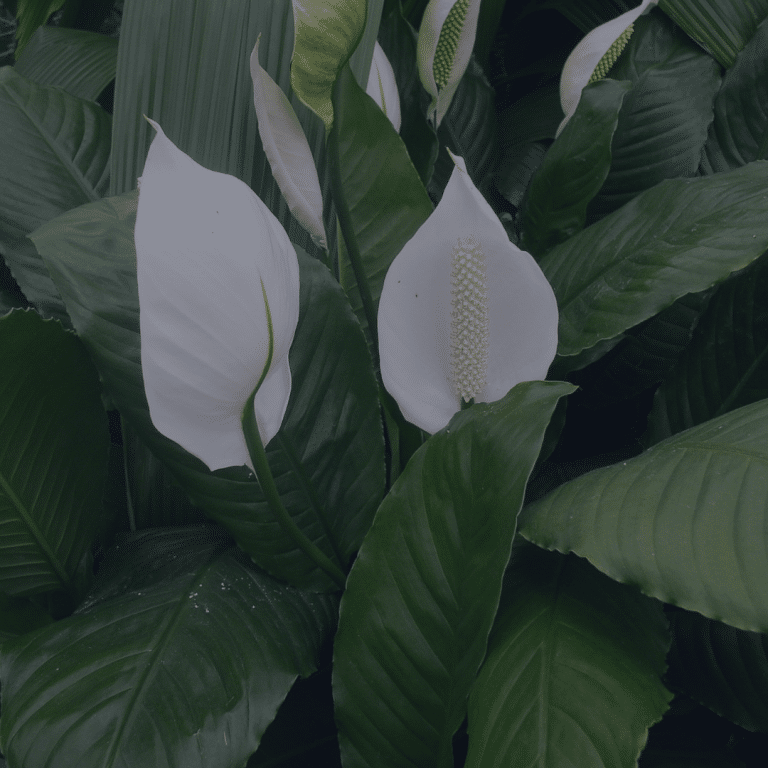 The Benefits Of Air Purifying Plants – A List Of Plants To Improve Your Indoor Air Quality